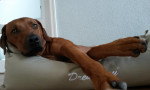 Zeb 